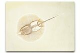 Rare, Fossil Stingray (Heliobatis) - Wyoming #360538-1